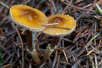 Cystoderma ?amianthinum