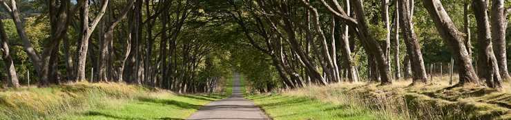 Beech Avenue