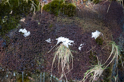 leafyliverwort