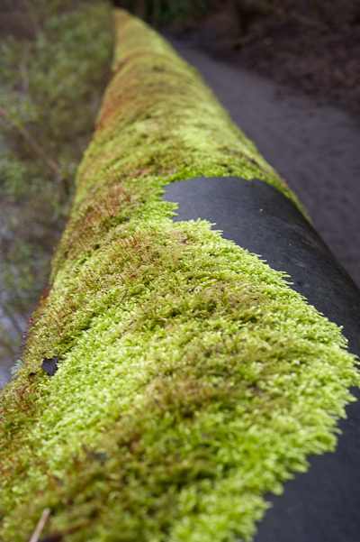 Mossy wall