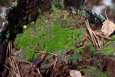 Riccardia palmata