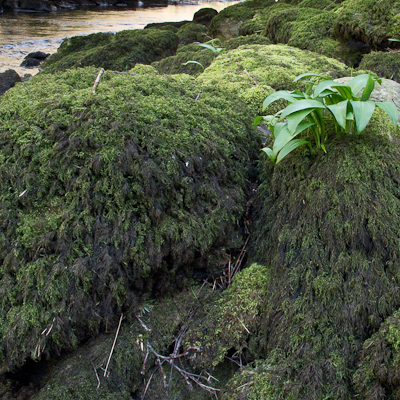 Thamnobryum alopecurum