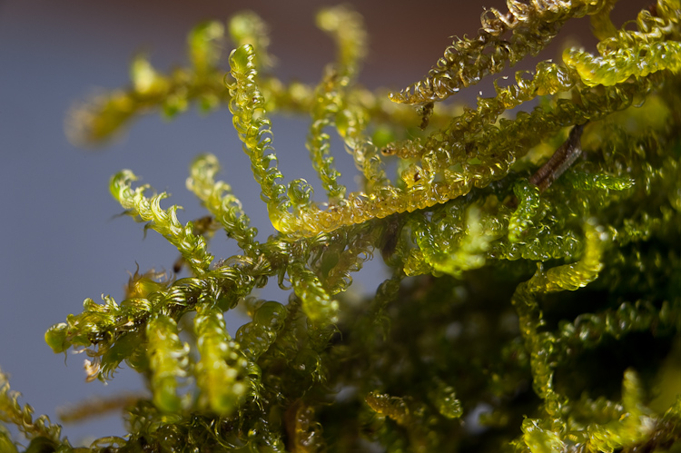 Palustriella commutata