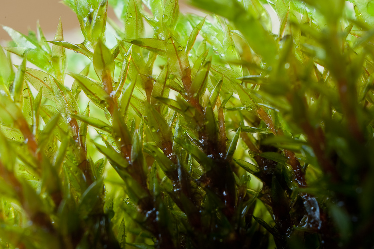 Bryum pseudotriquetrum