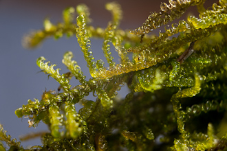 Palustriella commutata