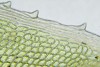 Plagiomnium rostratum