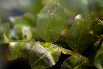 Rhizomnium rostratum