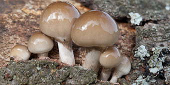 Fungus